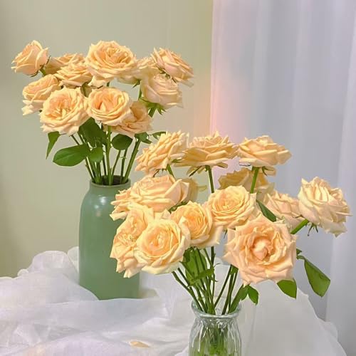 rosen pflanzen - samen duftrosen starker duft winterhart kübelpflanzen garden blumensamen mehrjährig winterhart bienenfreundliche pflanzen balkonpflanze kletterrose garten 120pcs rosen pflanzen - samen duftrosen starker duft winterhart kübelpflanzen garden blumensamen mehrjährig winterhart bienenfreundliche pflanzen balkonpflanze kletterrose garten 120pcs von Generic