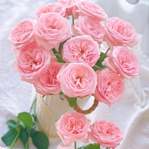 rosen pflanzen - samen flower seeds gartenblumen blumen samen rosen balkonpflanze kletterrose balkon deko rosensamen duftrosen starker duft winterhart bienenfreundliche pflanzen 40pcs rosen pflanzen - samen flower seeds gartenblumen blumen samen rosen balkonpflanze kletterrose balkon deko rosensamen duftrosen starker duft winterhart bienenfreundliche pflanzen 40pcs von Generic