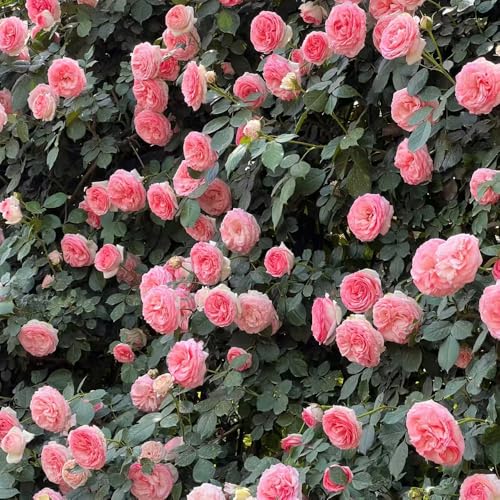 rosen pflanzen - samen garten pflanzensamen flower seeds balkonpflanze kletterrose gartenblumen balkon deko rosensamen bienenfreundliche pflanzen blumensamen mehrjährig winterhart 40pcs rosen pflanzen - samen garten pflanzensamen flower seeds balkonpflanze kletterrose gartenblumen balkon deko rosensamen bienenfreundliche pflanzen blumensamen mehrjährig winterhart 40pcs von Generic