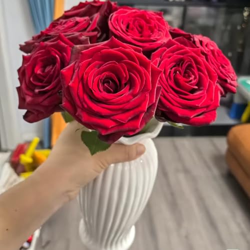 rosen pflanzen - samen gartenpflanzen rosenpflanzen bonsai topf rankpflanzen winterhart bienenfreundliche pflanzen balkonpflanze kletterrose blumensamen mehrjährig winterhart pflanzen 1000pcs rosen pflanzen - samen gartenpflanzen rosenpflanzen bonsai topf rankpflanzen winterhart bienenfreundliche pflanzen balkonpflanze kletterrose blumensamen mehrjährig winterhart pflanzen 1000pcs von Generic