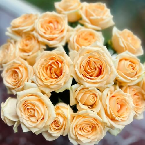 rosen pflanzen - samen kübelpflanzen garden kletterpflanzen winterhart balkonpflanze kletterrose gartenpflanzen rosenpflanzen bienenfreundliche pflanzen zimmerpflanzen pflanzen 120pcs rosen pflanzen - samen kübelpflanzen garden kletterpflanzen winterhart balkonpflanze kletterrose gartenpflanzen rosenpflanzen bienenfreundliche pflanzen zimmerpflanzen pflanzen 120pcs von Generic
