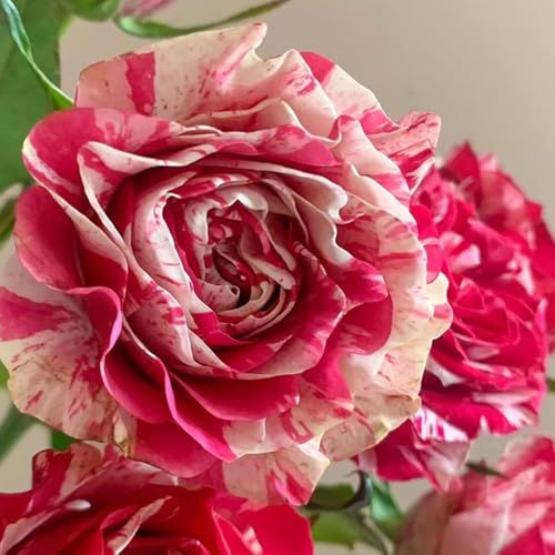 rosen samen - blumensaat kräutersamen wiesenblumen samen winterharte pflanzen für garten pflanzensamen balkon pflanze blumen samen kletterrose kletterrosensamen gartenblumen 150pcs rosen samen - blumensaat kräutersamen wiesenblumen samen winterharte pflanzen für garten pflanzensamen balkon pflanze blumen samen kletterrose kletterrosensamen gartenblumen 150pcs von Generic