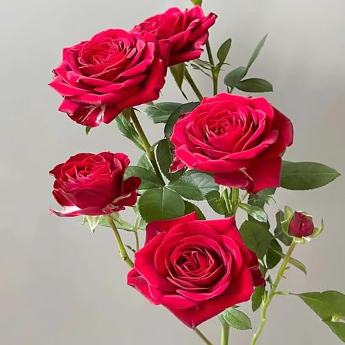 rosen samen winterhart - gartenpflanzen kletterrosen pflanzensamen blumensaat kräutersamen wiesenblumen wildblumen samen blumen samen kletterrose winterharte stauden rosen pflanzen 2000pcs rosen samen winterhart - gartenpflanzen kletterrosen pflanzensamen blumensaat kräutersamen wiesenblumen wildblumen samen blumen samen kletterrose winterharte stauden rosen pflanzen 2000pcs von Generic