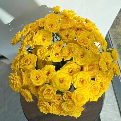 rosen samen winterhart - winterharte stauden kletterrosensamen blumen samen kletterrose blumensaat kräutersamen gartenblumen winterharte kübelpflanzen blumen garten blumensamen 150pcs rosen samen winterhart - winterharte stauden kletterrosensamen blumen samen kletterrose blumensaat kräutersamen gartenblumen winterharte kübelpflanzen blumen garten blumensamen 150pcs von Generic