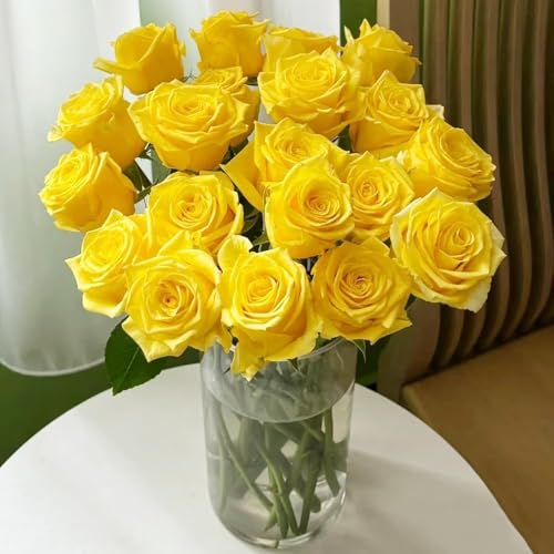 rosensamen - pflanzensamen rosen pflanzen blumensaat kräutersamen zimmerbonsai bonsai deko pflanze gartenpflanzen kletterrosen wiesenblumen samen blumen samen kletterrose - Seltene 200pcs rosensamen - pflanzensamen rosen pflanzen blumensaat kräutersamen zimmerbonsai bonsai deko pflanze gartenpflanzen kletterrosen wiesenblumen samen blumen samen kletterrose - Seltene 200pcs von Generic