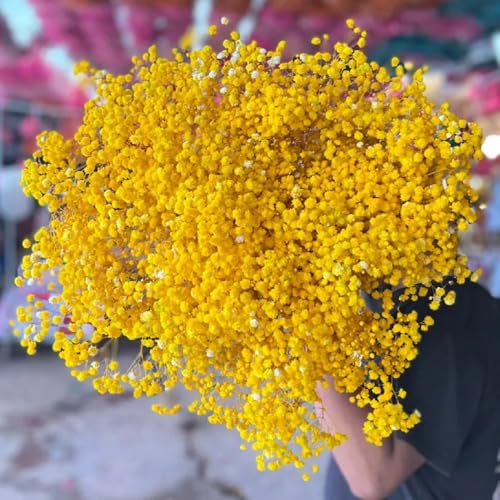 schleierkraut samen mehrjährig winterhart - gewächshaus balkon deko pflanzen luftreinigende zimmerpflanzen pflanzen garten mehrjährige blumenwiese wildblumensamen mehrjährig garten 150pcs schleierkraut samen mehrjährig winterhart - gewächshaus balkon deko pflanzen luftreinigende zimmerpflanzen pflanzen garten mehrjährige blumenwiese wildblumensamen mehrjährig garten 150pcs von Generic