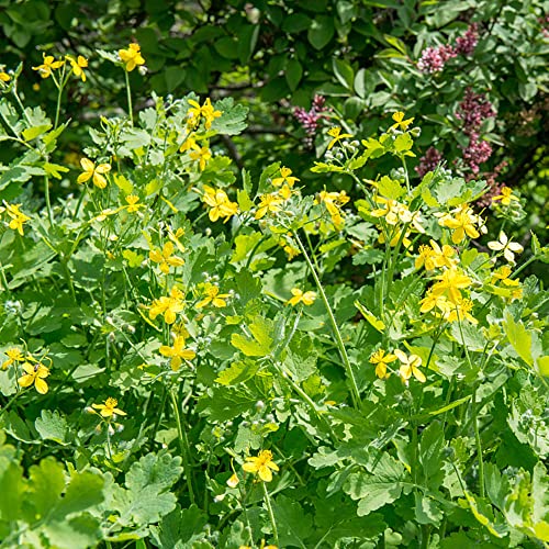 schöllkraut samen johanniskraut pflanzen winterhart,Chelidonium majus,Seltene Pflanzenserie,wanddeko pflanzen geschenke garten büropflanzen kräuter samen mehrjährig 300 Stück von Generic