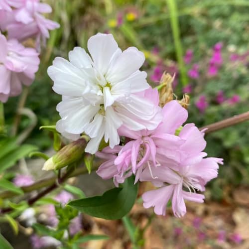 seifenkraut pflanze samen, blumensaat balkonpflanzen winterhart mehrjährig topf pflanze deko blumen zimmerpflanze für den hausgarten bonsai topf wiesenblumen samen blumensamen pflanzen 200pcs seifenkraut pflanze samen, blumensaat balkonpflanzen winterhart mehrjährig topf pflanze deko blumen zimmerpflanze für den hausgarten bonsai topf wiesenblumen samen blumensamen pflanzen 200pcs von Generic