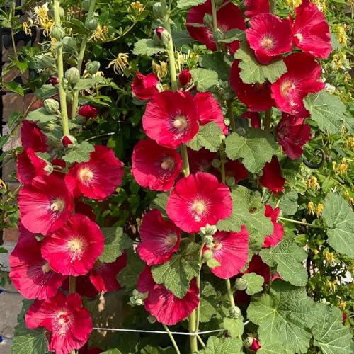 stockrosen samen Rot - 200 pcs stockrosen pflanzen bienenfreundliche blumensamen, stockrose blüten - Althaea rosea - exotische pflanzen samen blumen balkon, gartenblumen garten geschenk von Generic