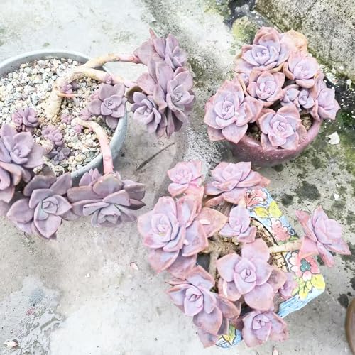 sukkulenten echte pflanzen - samen pflanztopf garden pflanzensamen steingartenpflanzen winterhart steingarten sukkulenten samen kräuterbeet grünpflanzen sukkulente succulent topf 100pcs sukkulenten echte pflanzen - samen pflanztopf garden pflanzensamen steingartenpflanzen winterhart steingarten sukkulenten samen kräuterbeet grünpflanzen sukkulente succulent topf 100pcs von Generic