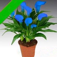 various color vase calla bulbs 2PC/bag (it is not calla Lily seed) flower plant imported bulbs 11: Only Seeds von Generic