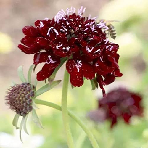 witwenblume saat Scabiosa atropurpurea samen,geschenke für garten gardening fensterbank deko innen winterharte bienenwiese bienen geschenk wiesensaatgut gastgeschenke hochzeit blumensamen 450 Stück von Generic