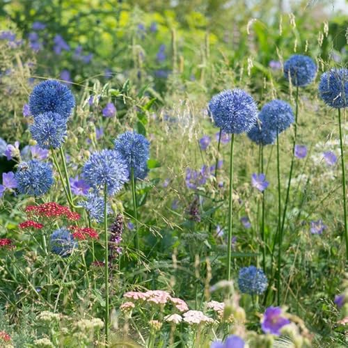 zierlauch samen riesenlauch bodendecker winterhart mehrjährig allium giganteum winterharte deko blumen balkon gartenblumen, kräuterpflanzen winterharte kübelpflanzen balkon blumensamen 70pcs von Generic