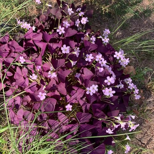 zwiebeln oxalis triangularis - blumenzwiebeln mehrjährig winterhart blumendeko gartenpflanzen - seltene pflanzen - wildblumen geschenke für gartenliebhaber balkon deko 6pcs von Generic