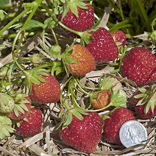 10 Erdbeerpflanzen MARA DE BOIS, Topf 2 Liter Blüten, Erdbeer-Aroma von Generico