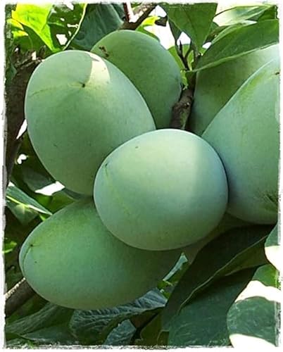 ASIMINA TRILOBA - Bergbanane 'SUNFLOWERS' im Topf - Höhe 70/80 cm von Generico