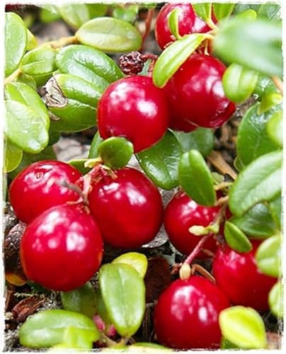 Amerikanische Cranberry-Pflanze "Pilgrim" im Topf Ø 14 cm H 20/30 cm von Generico
