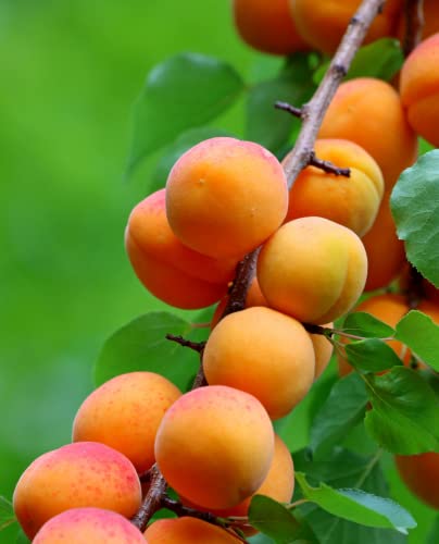 Aprikospflanze 'Pisana' - Tardivo - Topf Ø 20 cm - H. 150/180 cm von Generico