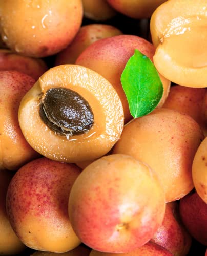 Aprikospflanze 'Reale d'Imola' - Intermedium - Vase Ø 20 cm - H. 150/180 cm von Generico