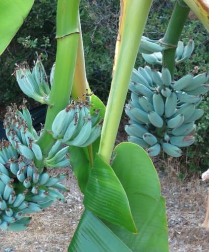 Bananenpflanze BLUE Java 'Musa Acuminata' - im Topf Ø 18 cm - H 70/80 cm Bananenpflanze BLUE Java 'Musa Acuminata' - im Topf Ø 18 cm - H 70/80 cm von Generico