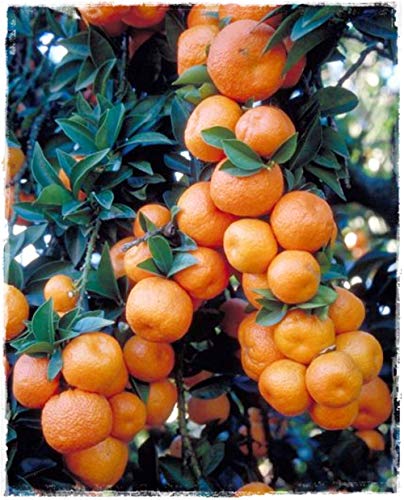 Chinotto Pflanze 'Citrus Myrtifolia' - im Topf: Ø 22 cm - H. 80/90 cm von Generico