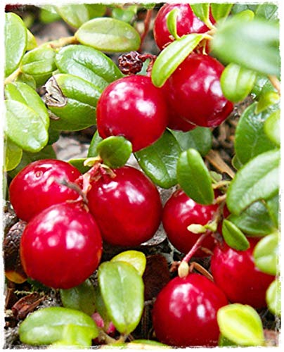 Cranberry-Pflanze mit großem Obst, Pilgrim, im Topf, Ø 14 cm, Höhe 20/30 cm Cranberry-Pflanze mit großem Obst, Pilgrim, im Topf, Ø 14 cm, Höhe 20/30 cm von Generico