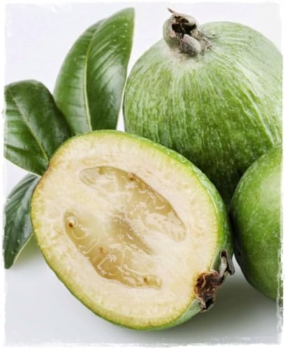 Feijoa Sellowiana Pflanze im Topf Ø 19 cm Höhe 100 cm von Generico