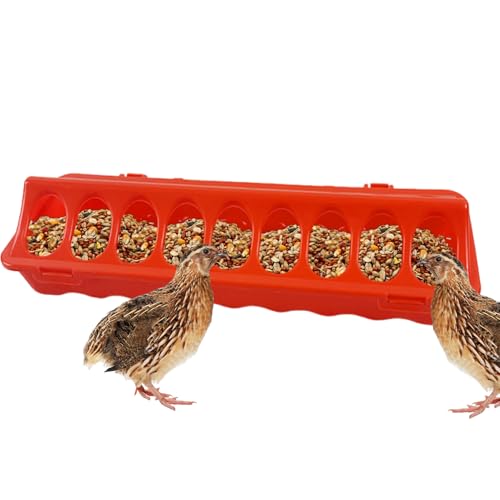 Futterspender für Hühner, Tablett mit Löchern für Bauernhöfe, Tauben, Wachteln und Vögel, Innen- und Außenbereich von Genérico