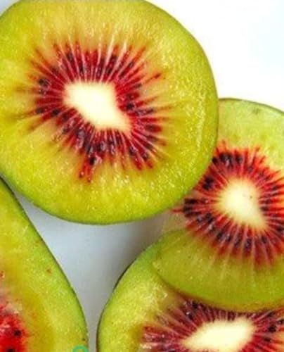 KIWI ROT 'Exotic Red' Pflanze Weiblich - im Topf Ø 20 cm - Höhe 150/170 cm von Generico