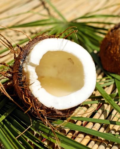 Kokospalme 'Cocos Nucifera' - im Topf Ø 19 cm Höhe 100/120 cm Kokospalme 'Cocos Nucifera' - im Topf Ø 19 cm Höhe 100/120 cm von Generico