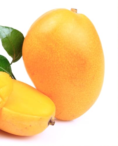 Mango-Pflanze 'Kensington Pride' Mangifera Indica - gepfropft - Topfpflanze Ø 18 cm - Höhe 120/150 cm von Generico