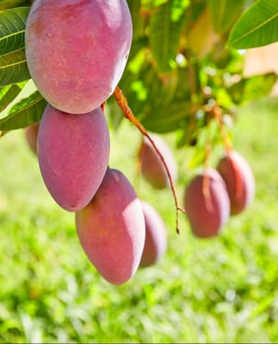 Mango-Pflanze 'Tommy Atkins' Mangifera Indica - gepfropft - im Topf Ø 18 cm - Höhe 120/150 cm Mango-Pflanze 'Tommy Atkins' Mangifera Indica - gepfropft - im Topf Ø 18 cm - Höhe 120/150 cm von Generico