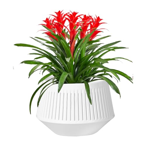 Orchideentöpfe mit Drainage, Blumentöpfe mit Löchern, doppellagig, Violett, African Pots | Atmungsaktiver Pflanzer zur Wurzelkontrolle von Hydrokulturen von blühenden Blumen von Genérico