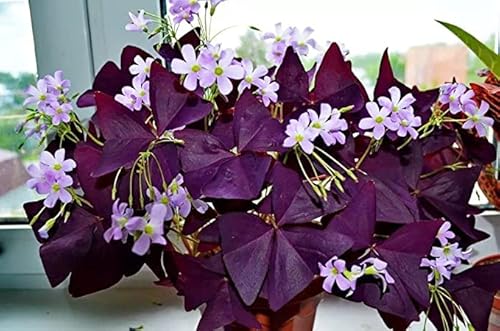 Oxalis Triangularis Pflanze, der einzigartige Stil im Hof gepflanzt sich wohl, exotische Hofwurzel von Generico