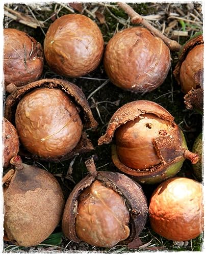 QUEENSLAND NUSS-Pflanze 'Macadamia Integrifolia' - im Topf Ø 19 cm H 70/80 cm von Generico