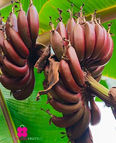 Rote Bananenpflanze 'Ensete Ventricosum Maurelii' - im Topf Ø 18 cm - Höhe 70/80 cm von Generico