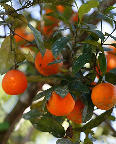 Rote Limette von Rangpur oder Limanddin 'Citrus Limonia' - im Topf: Ø 22 cm - H. 80/90 cm von Generico