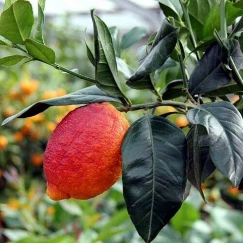 Rote Zitruszitrone aus Sizilien 140 cm 2 Jahre Annese Kinderzimmer von Generico