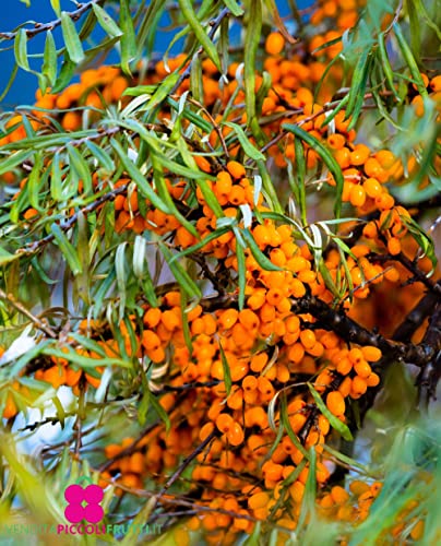 Sanddorn 'Solo' Selbstfruchtbare Pflanze - im Topf Ø 17 cm H. 60/70 cm von Generico