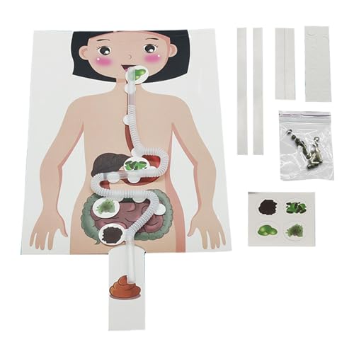 Spielzeug Modell des Verdauungsmittels – Lehrzubehör für den menschlichen Magen | robustes Modell und Poster der menschlichen Anatomie, wissenschaftliche Kits und Spielzeug, pädagogisches Spielzeug von Genérico