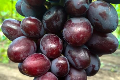 Tischtrauben EVEREST Violett, widerstandsfähig, knusprig, frühes Glas 2 Liter, 20-30 cm von Generico