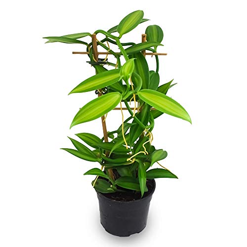 VANILLE-ORCHIDEE, Orchidee, Gewürzvanille, Pflanze für den Innenbereich, echte Pflanze von Generico