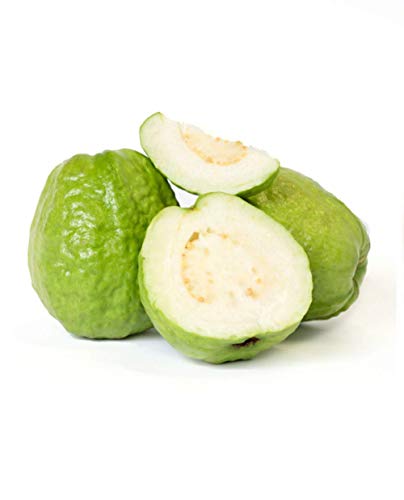 Weiße Guava-Pflanze 'Früchte' Psidium Guajava Thai White im Topf - Höhe 70/80 cm von Generico
