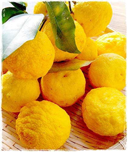 YUZU Citrus Junos Pflanze - im Topf: Ø 22 cm - H. 70/80 cm YUZU Citrus Junos Pflanze - im Topf: Ø 22 cm - H. 70/80 cm von Generico