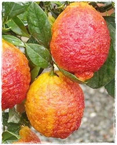 Zitronenpflanze rot Citrus Volkameriana - im Topf: Ø 22 cm - H. 80/90 cm von Generico