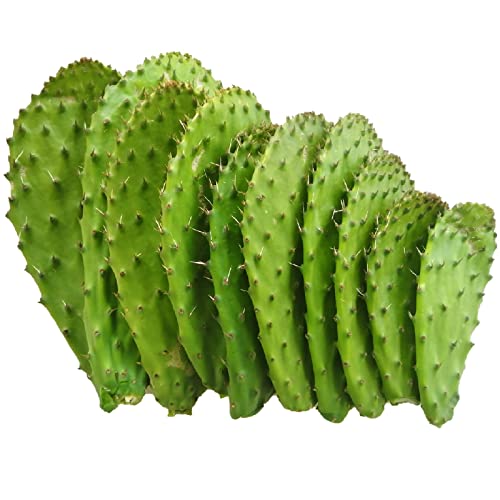 frisches Nopal essbar prickly pear 3kg - opuntia ficus indica von Generico