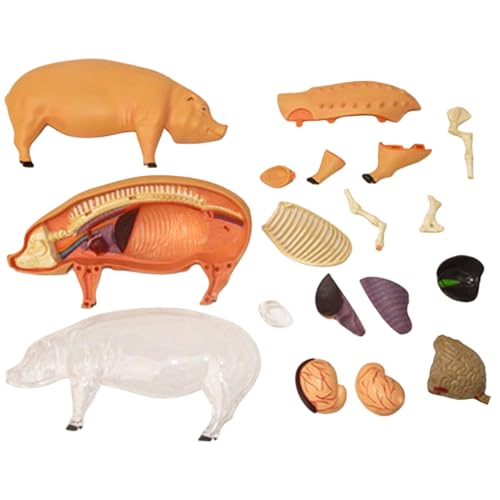Anatomisches Modell für Studium – Anatomisches Modell des Schweins zerlegbar – zerlegbares wissenschaftliches Demonstrationsspielzeug für Lehre Biologie | für Studenten, Labors, Schulen, Klassenzimmer von Générique