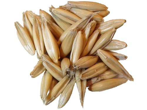 Avena Sativa L. Bio-Winterhafer SEM02 (Sorte: Gerald, 15 g) von Générique