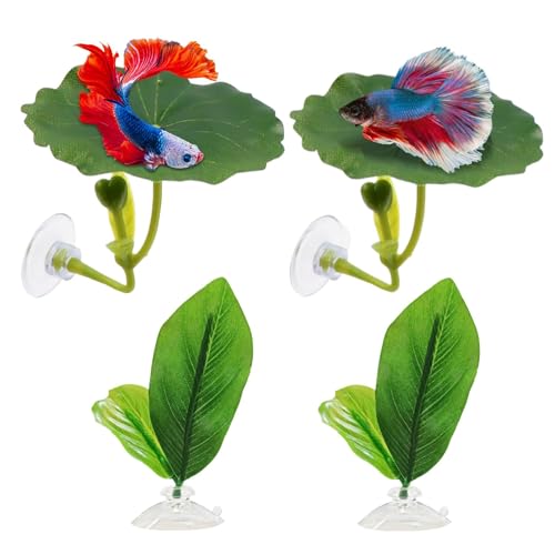 Betta Hängemattenleine – Betta Fish verlässt das Spielzeug | Fischblätter der Hängematte | 4 x Fisch-Hängematte mit Saugnapf verstellbar Soft | Betta Bed Leaf Hammock | Betta Pflanze hinterlässt einen Betta Hängemattenleine – Betta Fish verlässt das Spielzeug | Fischblätter der Hängematte | 4 x Fisch-Hängematte mit Saugnapf verstellbar Soft | Betta Bed Leaf Hammock | Betta Pflanze hinterlässt einen von Générique