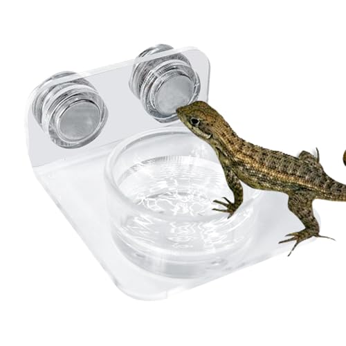 Reptilienfutterstation – Discolo mit starkem Magnet, erhöhter Futternapf | Terrarium-Wasserhalter, Eidechsen-Futterhalter, Reptilienfutterstation Fa von Générique